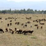 683 тысячи гектаров пастбищных земель не хватает животноводам Жамбылской области