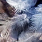 Технологию переработки птичьего пера в органические удобрения просит Казахстан у Словакии
