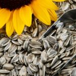 Аграрии ВКО просят убрать ограничения на вывоз семян подсолнечника