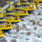 Крупная птицефабрика выбралась из кризиса в Шымкенте