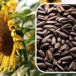 Как будет регулироваться экспорт семян подсолнечника, пояснил глава Минторговли РК