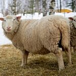 Восемь сельских акимов оштрафованы за приписки поголовья скота в частных хозяйствах области Жетісу