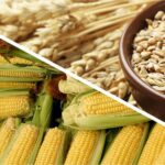 FAS USDA повысил прогноз мирового производства пшеницы и понизил прогноз по кукурузе
