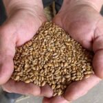 Зерновики просят власти закупить у них зерно по цене 125 тыс. тенге