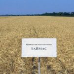 Новый сорт пшеницы создали учёные Казахстана