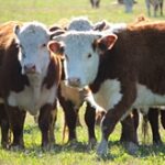 МСХ РК увеличит квоты на экспорт бычков
