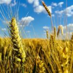 Минторг РК: Больше казахстанских сельхозтоваров будет поступать на европейский рынок