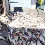 Акватории вылова рыбы на озере Балхаш увеличивают в Жамбылской области