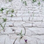 Засуха грозит сказаться на урожае в ряде регионов Казахстана