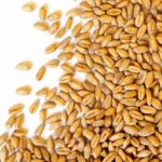 Чем грозит Казахстану переизбыток непроданной пшеницы