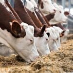 Строительство семи молочно-товарных ферм ведут в Костанайской области