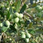 Подписано соглашение по экспериментальной посадке саженцев оливковых деревьев в Казахстане