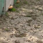 Тысячи медоносных пчёл погибли в Туркестанской области