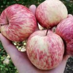 Учёные Казахстана работают над выведением новых сортов яблок