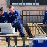 Ветеринарларға арналған тренинг: егер жануарларда күл ауруы анықталса не шара қолдану қажет?