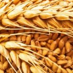 Ограничить вывоз пшеницы в Узбекистан автотранспортом предложили в Казахстане