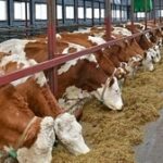 Власти Акмолинской области просят фермеров срочно начать строить молочные фермы