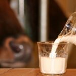 В Казахстане наблюдается острый дефицит сырого молока – НПП