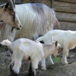 Разведением коз занимаются в Атырауской области