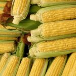 Производить сахар из кукурузы предлагают в Казахстане