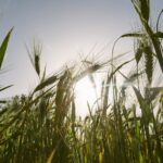 Около 70% фермеров в Казахстане получат минимальный урожай пшеницы – агроном