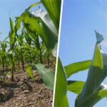 Знойный сезон: с дефицитом поливной воды столкнулись фермеры Жамбылской области
