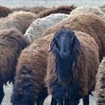Племенной барашек ушёл за 2,5 млн тенге на первом овцеводческом аукционе