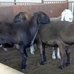 Фермер из Туркестанской области вывел новую породу овец
