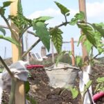 Сельчане отказываются от огородов из-за высокой стоимости воды