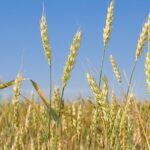 Аграрную расписку планируют ввести в Казахстане в 2024 году