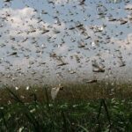 Обработку полей от саранчовых вредителей проводят в Актюбинской области