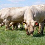 Производство мясной продукции в Аркалыке увеличат вдвое