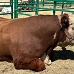 1,5 млн за бычка: заводчики элитного мясного скота в Казахстане просят помощи