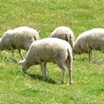 Актюбинский фермер уверяет, что лишился 700 овец из-за местного судебного исполнителя