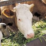 В Туркестанской области фермеры начали массово распродавать скот из-за подорожания кормов