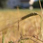 Казахстанские аграрии прогнозируют плохой урожай пшеницы в этом году