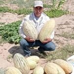 Аграрии Туркестанской области вырастили дыни без полива