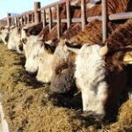 По росту поголовья скота Жамбылская область на втором месте в республике