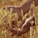 Цену пшеницы hi-pro 150 тыс. тенге ждут в Казахстане