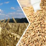 «Доска объявлений» о продаже зерновых появилась на платформе Qoldau