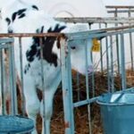 Развитие молочного кластера: хозяйства ВКО улучшают породу