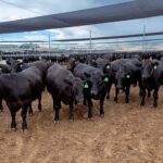 Красное мясо и зерновые – самые прибыльные направления сельского хозяйства в Австралии