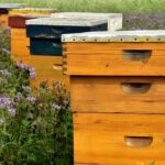 Мёд становится опасным: что не так с продуктом пчеловодства?