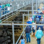 Сократить посреднические схемы и снизить цену на мясо помогут скотные биржи