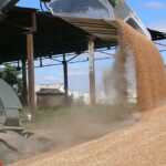 Производители зерна в Казахстане получили более $500 млн дополнительного дохода