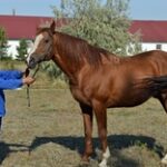 МСХ заинтересован в сохранении казахской породы лошадей спортивного направления