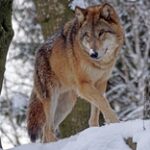 В Карагандинской области запретили продавать мясо из-за покусавшего людей волка