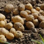 Систему сертификации семян по опыту Нидерландов предложили в Казахстане