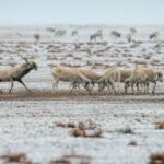 Отлов, отстрел: как регулируют численность сайгаков в Казахстане