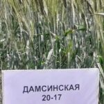 Новый сорт твёрдой пшеницы вывели учёные Казахстана